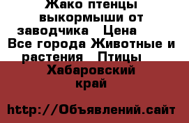 Жако птенцы выкормыши от заводчика › Цена ­ 1 - Все города Животные и растения » Птицы   . Хабаровский край